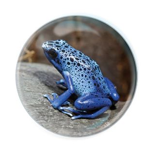 Obrázek z Magnet kulatý 5cm - pralesnička (12) 